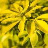 FLEUR - Oranger du mexique - choisya ternata goldfinger 25cm