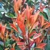 FLEUR - Photinia fraseri camilvy - photinia fraseri camilvy 40cm