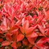 FLEUR - Photinia fraseri carré rouge 40cm 40cm en pot