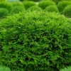 FLEUR - Thuya du canada brabant - thuja occidentalis brabant 80cm en pot