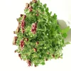 FLEURON D'ANJOU - Chrysantheme multifleur pot 12
