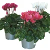 FLEURON D'ANJOU - Cyclamen mini pot 10,5 cm