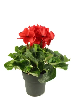 FLEURON D'ANJOU - Cyclamen pot 17 cm