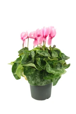 FLEURON D'ANJOU - Cyclamen pot 17 cm