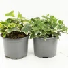 FLEURON D'ANJOU - Hedera varie pot 10,5 cm
