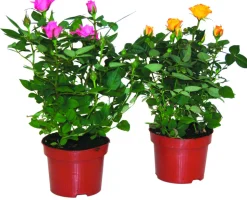 FLEURON D'ANJOU - Mini rosier pot 10,5 cm
