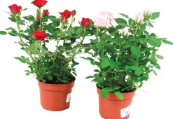FLEURON D'ANJOU - Mini rosier pot 10,5 cm