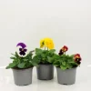 FLEURON D'ANJOU - Pensee pot 10,5 cm