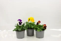 FLEURON D'ANJOU - Pensee pot 10,5 cm