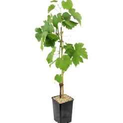 FLEURON D'ANJOU - Plant de Vigne alphonse lavallee pot 1,3 l