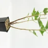 FLEURON D'ANJOU - Plant de groseiller grappe jonkheer van tets pot 1,3 l