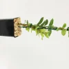 FLEURON D'ANJOU - Plant de baie de mai pot 1,3 l