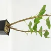 FLEURON D'ANJOU - Plant de groseiller grappe blanka pot 1,3 l
