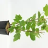 FLEURON D'ANJOU - Plant de cassissier andega pot 1,3 l