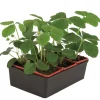 FLEURON D'ANJOU - Plant de fraisier remontant mara bois b6 g7