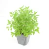 FLEURON D'ANJOU - Plant de verveine citronnelle pot de 1l