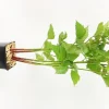 FLEURON D'ANJOU - Plant de murier non remontant dirksen pot 1,3 l