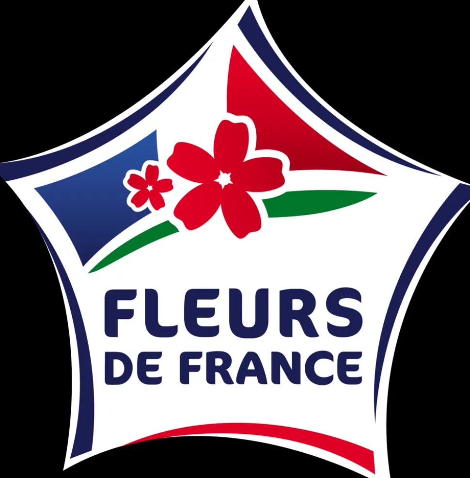 FLEURON D'ANJOU - Plant de Figuier brown turkey pot 1,3 l