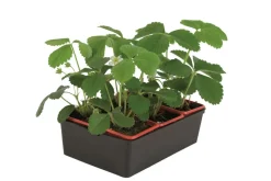 FLEURON D'ANJOU - Plant de fraisier remontant cirafine b6 g7
