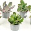 FLEURON D'ANJOU - Succulentes variees pot 10,5 cm