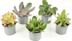 FLEURON D'ANJOU - Succulentes variees pot 10,5 cm