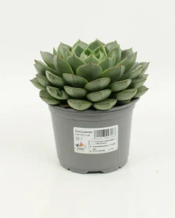 FLEURON D'ANJOU - Succulentes variees pot 10,5 cm