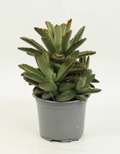 FLEURON D'ANJOU - Succulentes variees pot 10,5 cm