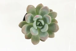 FLEURON D'ANJOU - Succulentes variees pot 10,5 cm