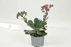 FLEURON D'ANJOU - Succulentes variees pot 10,5 cm