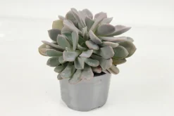 FLEURON D'ANJOU - Succulentes variees pot 10,5 cm