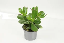 FLEURON D'ANJOU - Succulentes variees pot 10,5 cm