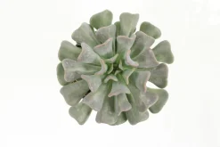 FLEURON D'ANJOU - Succulentes variees pot 10,5 cm