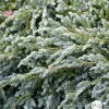 Genévrier écailleux (Juniperus squamata) 'Blue Carpet' 40/60 : pot 5L