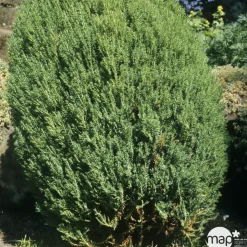 Genévrier de Chine (Juniperus chinensis) 'Stricta' 40/50 : pot 3L