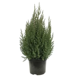 Genévrier de Chine (Juniperus chinensis) 'Stricta' 40/50 : pot 3L