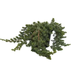 Genévrier (Juniperus conferta) 'Blue Pacific' 30/40 : pot 3L