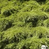 Genévrier 'Old Gold' (Juniperus media) 40/60 : pot 5L