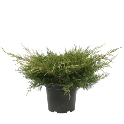 Genévrier 'Old Gold' (Juniperus media) 40/60 : pot 5L