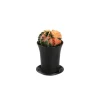 Gymnocalycium Variegata - pot de D.7.5cm/H.13cm