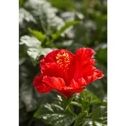 Hibiscus 'Sunny Fiori Grande mix': Pot Ø 17 cm - Coloris variables