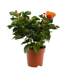 Hibiscus 'Sunny Fiori Grande mix': Pot Ø 17 cm - Coloris variables