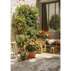 Hibiscus 'Sunny Fiori Grande mix': Pot Ø 17 cm - Coloris variables