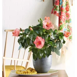 Hibiscus 'Sunny Fiori Grande mix': Pot Ø 17 cm - Coloris variables