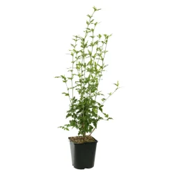 Hibiscus syriacus : ctr 4 litres