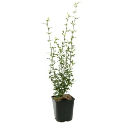 Hibiscus syriacus : ctr 4 litres