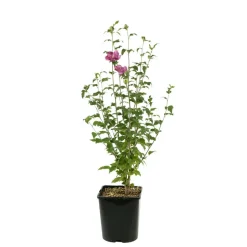 Hibiscus syriacus : ctr 4 litres
