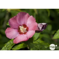 Hibiscus syriacus : ctr 15 litres
