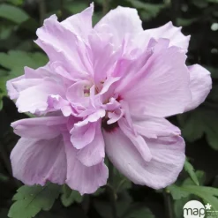 Hibiscus syriacus : ctr 15 litres