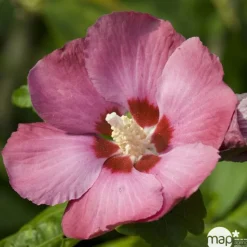 Hibiscus syriacus : ctr 15 litres