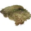 HOBBY - Mousse naturelle pour terrarium